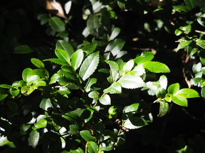 Eurya crenatifolia, photographed by 葉子