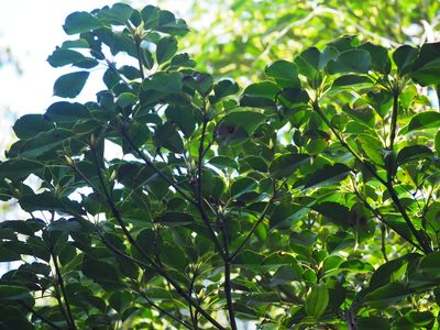 Trochodendron aralioides, photographed by 葉子