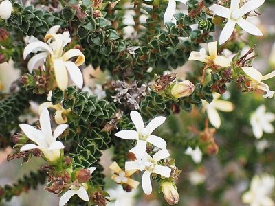 Wahlenbergia neorigida, photographed by Di Turner