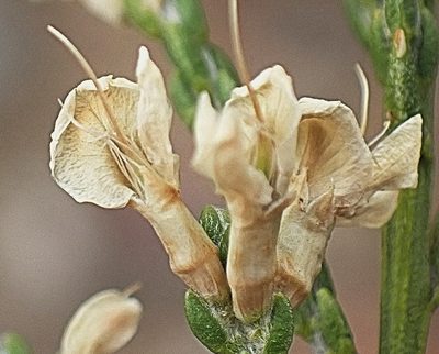 Amphithalea vlokii, photographed by Di Turner