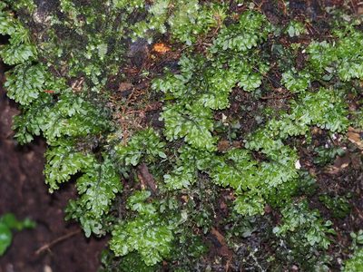 Hymenophyllum okadae, photographed by 葉子