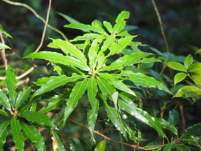 Litsea fluminensis, photographed by 葉子
