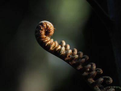 Sphaeropteris lepifera, photographed by 葉子