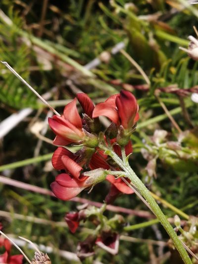 Lessertia capensis, photographed by sharndreheuvel