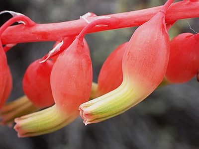 Gasteria brachyphylla, photographed by Di Turner