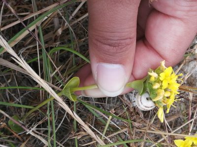 Sebaea ambigua, photographed by sharndreheuvel