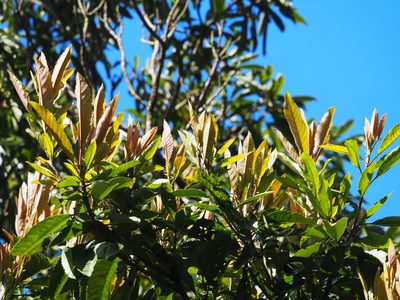 Eriobotrya deflexa, photographed by 葉子