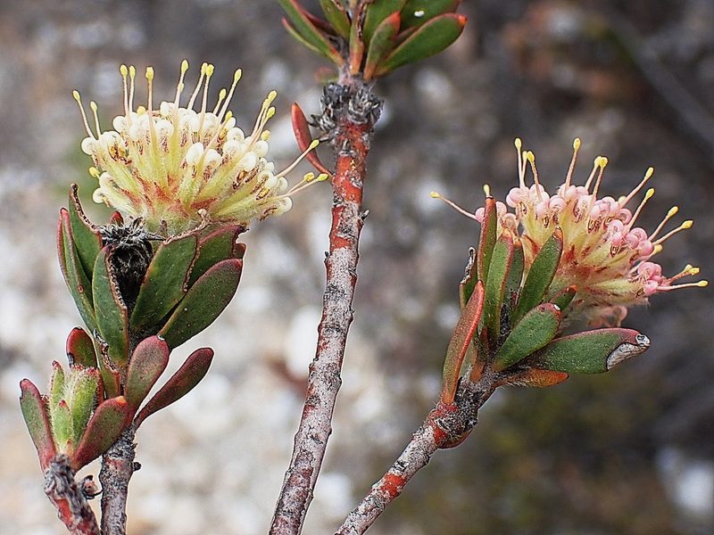 Leucospermum royenifolium, photographed by Di Turner