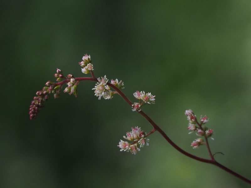 Astilbe longicarpa, photographed by 葉子