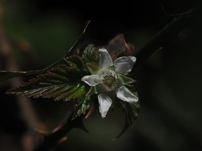 Rubus swinhoei, photographed by 葉子