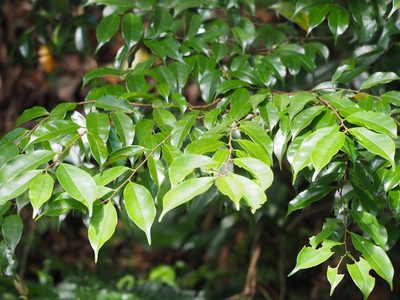Prunus phaeosticta, photographed by 葉子