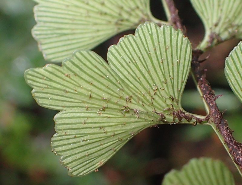 Asplenium simii, photographed by Nicola van Berkel