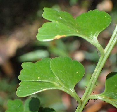 Asplenium simii, photographed by Nicola van Berkel