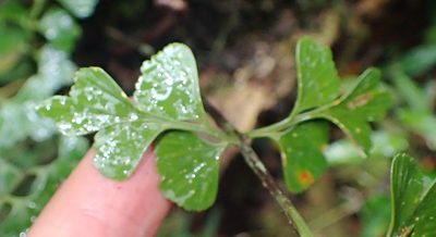 Asplenium simii, photographed by Nicola van Berkel