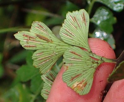Asplenium simii, photographed by Nicola van Berkel