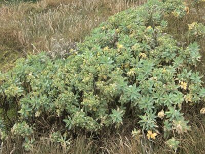 Euphorbia glauca, photographed by Paul Bell-Butler