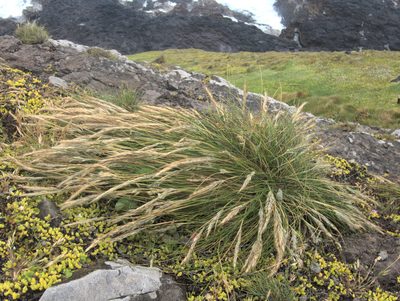 Festuca coxii, photographed by Paul Bell-Butler