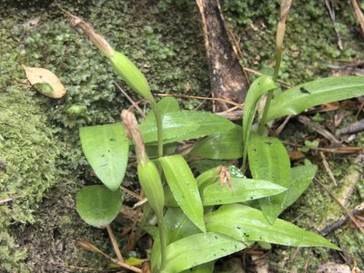 Pterostylis silvicultrix, photographed by Paul Bell-Butler