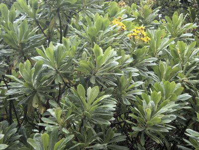 Brachyglottis huntii, photographed by Paul Bell-Butler