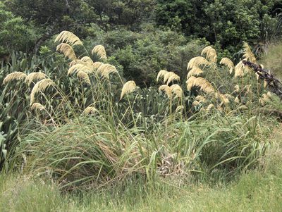 Austroderia turbaria