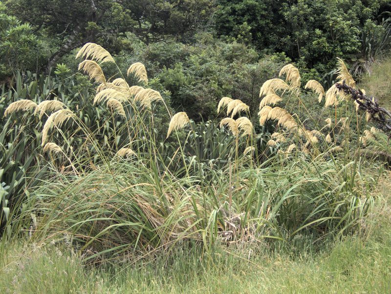 Austroderia turbaria, photographed by Paul Bell-Butler