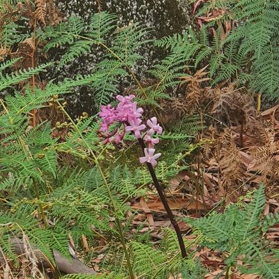 Dipodium roseum, photographed by Claudia Schipp