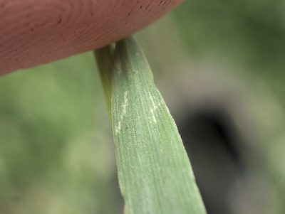 Alopecurus geniculatus, photographed by Paul Bell-Butler
