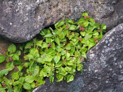 Pilea aquarum, photographed by 葉子