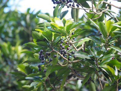 Ardisia sieboldii, photographed by 葉子