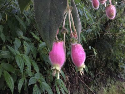 Kohleria affinis, photographed by Jean-Paul Boerekamps