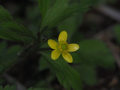 Ranunculus cantoniensis, photographed by 葉子