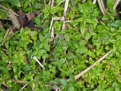 Gonostegia hirta, photographed by 葉子