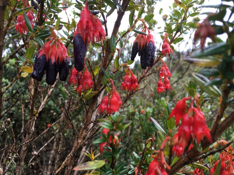Brachyotum jamesonii, photographed by Jean-Paul Boerekamps