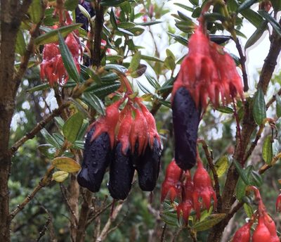 Brachyotum jamesonii, photographed by Jean-Paul Boerekamps