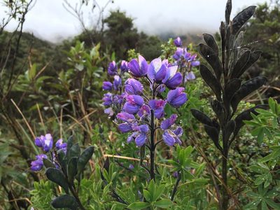 Lupinus magniflorus, photographed by Jean-Paul Boerekamps