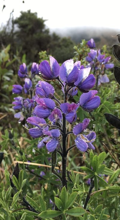 Lupinus magniflorus, photographed by Jean-Paul Boerekamps