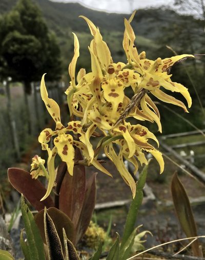 Cyrtochilum pardinum, photographed by Jean-Paul Boerekamps