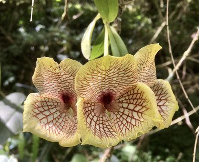 Telipogon hausmannianus, photographed by Jean-Paul Boerekamps