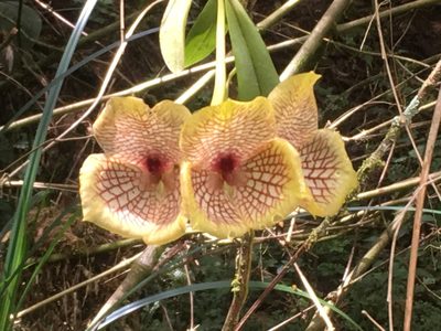 Telipogon hausmannianus, photographed by Jean-Paul Boerekamps