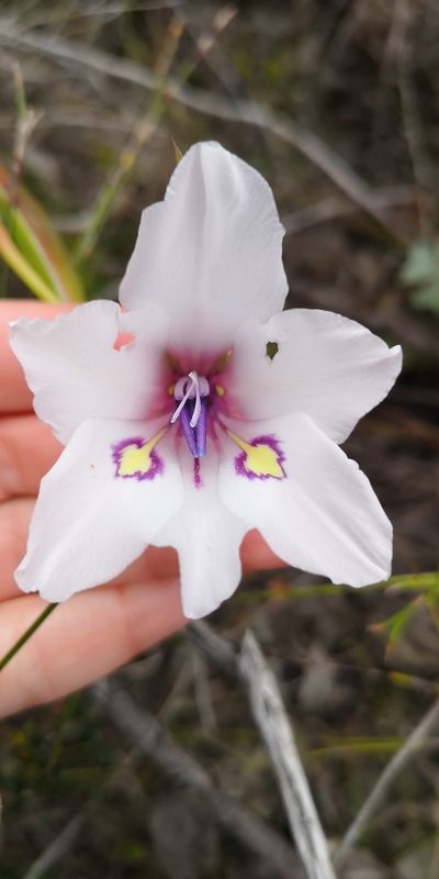 Gladiolus rudis, photographed by leandra-k_89