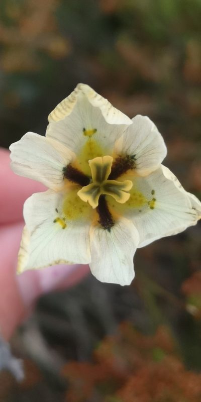 Moraea cantharophila, photographed by leandra-k_89