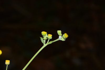 Blumea eriantha, photographed by S.MORE