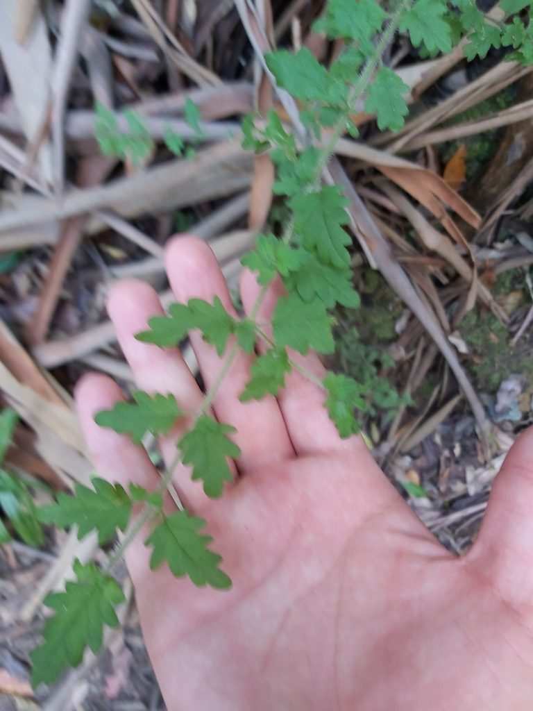 Prostanthera askania, photographed by Tim