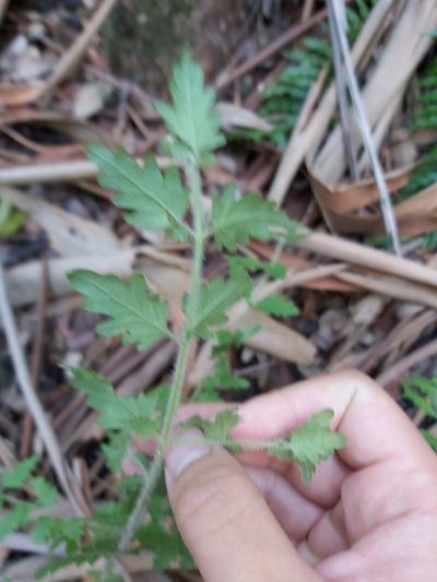 Prostanthera askania, photographed by Tim