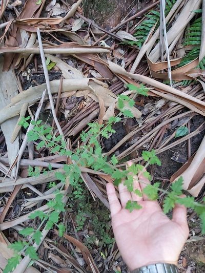 Prostanthera askania, photographed by Tim