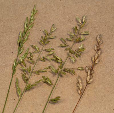 Schmidtia pappophoroides, photographed by Wynand Uys