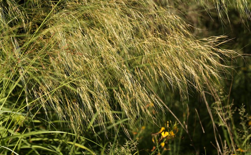 Aristida meridionalis, photographed by Wynand Uys