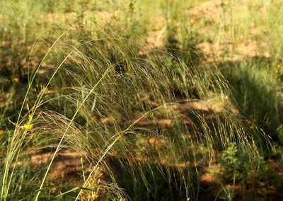 Aristida meridionalis, photographed by Wynand Uys