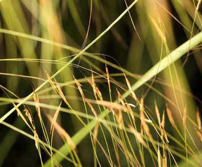 Aristida meridionalis, photographed by Wynand Uys