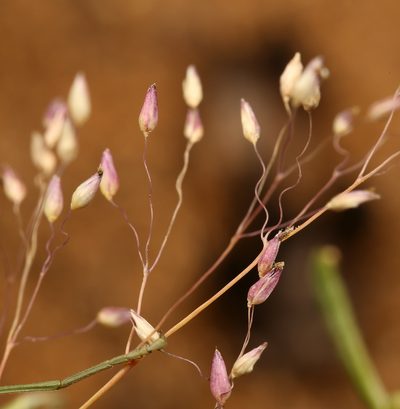 Tricholaena monachne, photographed by Wynand Uys